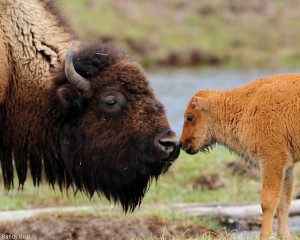 YellowstoneBison