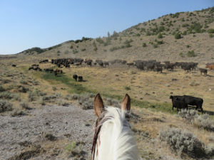 Gap Year Cowgirl moving cattle at HorseWorks Wyoming