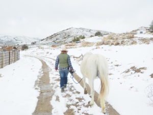 Equine Photography Wyoming